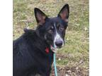 Adopt Joplin a Border Collie, German Shepherd Dog