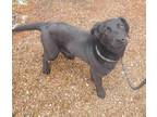 Austin, Labrador Retriever For Adoption In Lakeside, Arizona