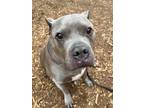 Zeus The Magnificent, American Pit Bull Terrier For Adoption In Auburn