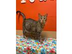 Waffles, Domestic Shorthair For Adoption In Maryville, Missouri