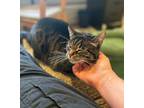 Jazara, Domestic Shorthair For Adoption In Chicago, Illinois