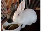 Snow Pea & Delicata *bonded*, Other/unknown For Adoption In Plymouth, Minnesota