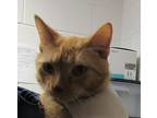 Lover Boy, Domestic Shorthair For Adoption In Raleigh, North Carolina