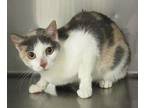 Patches, Domestic Shorthair For Adoption In Raleigh, North Carolina