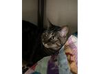 Coco, Domestic Shorthair For Adoption In Arlington, Washington