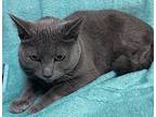 Dusty, Russian Blue For Adoption In Athens, Tennessee
