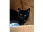 Harmony, Domestic Shorthair For Adoption In Arlington, Vermont