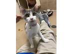 Gidgette, Domestic Shorthair For Adoption In Lincoln, Nebraska