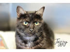 Jazzy, Domestic Shorthair For Adoption In Lindsay, Ontario