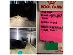 Mama, Domestic Shorthair For Adoption In Lindsay, Ontario