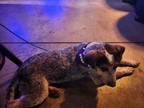 Adopt Stitches a Australian Cattle Dog / Blue Heeler