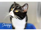 Snoopy, Domestic Shorthair For Adoption In Lindsay, Ontario