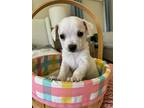 Chloe, Jack Russell Terrier For Adoption In Dana Point, California