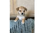 Blaze, Jack Russell Terrier For Adoption In Dana Point, California