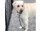 Doc, Labrador Retriever For Adoption In Louisville, Kentucky