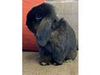 Paladin, Mini Lop For Adoption In Lakeville, Minnesota