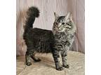 Magnum - Fiv +, Domestic Mediumhair For Adoption In Long Beach, Mississippi
