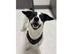 Joker, Jack Russell Terrier For Adoption In Mississauga, Ontario