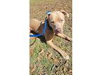 Nic, American Staffordshire Terrier For Adoption In Shawnee, Oklahoma