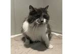 V-35, Domestic Longhair For Adoption In Pomona, California