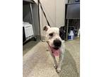 American Pit Bull Terrier For Adoption In Pomona, California