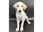 Adopt Simba a Yellow Labrador Retriever, Belgian Shepherd / Malinois