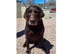 Benney, Labrador Retriever For Adoption In Payson, Arizona
