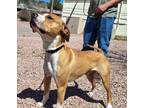 Shane, American Pit Bull Terrier For Adoption In Payson, Arizona