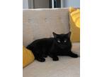 Suki, Domestic Shorthair For Adoption In Etobicoke, Ontario