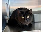 Ziggie, Domestic Mediumhair For Adoption In Penticton, British Columbia