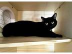 Morbius, Domestic Shorthair For Adoption In Sebastian, Florida