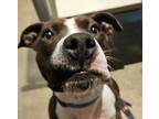 Rosie, American Pit Bull Terrier For Adoption In San Francisco, California