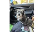 Joy, Cairn Terrier For Adoption In Bonita, California