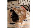 Frosting, Calico For Adoption In Madison, Alabama