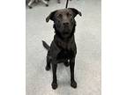 Ned's Declassified School Survival Guide, Labrador Retriever For Adoption In