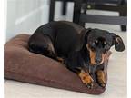 Cocoa, Dachshund For Adoption In Weston, Florida