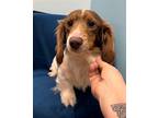 Oscar, Dachshund For Adoption In Weston, Florida