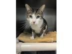 Darcy, Domestic Shorthair For Adoption In Williamsport, Pennsylvania