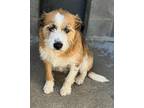 Champ, Terrier (unknown Type, Medium) For Adoption In Sharpsburg, Georgia