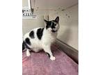 Addison, Domestic Shorthair For Adoption In Orillia, Ontario