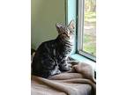 Sprocket, American Shorthair For Adoption In Lakeland, Florida