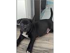 Mack, American Pit Bull Terrier For Adoption In Charlotte, North Carolina