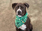 Ganon, American Staffordshire Terrier For Adoption In Phoenix, Arizona