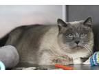 Angel, Domestic Shorthair For Adoption In Walla Walla, Washington