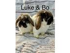 Adopt Bo and Luke a Lop Eared