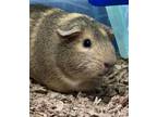 Cocoa, Guinea Pig For Adoption In Owosso, Michigan