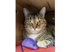 Smize, Domestic Shorthair For Adoption In Vancouver, British Columbia
