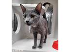 Storm, Domestic Shorthair For Adoption In Topeka, Kansas