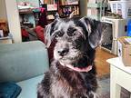 Beau, Terrier (unknown Type, Small) For Adoption In St. Catharines, Ontario