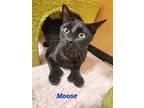 Moose, Domestic Shorthair For Adoption In Oceanside, California